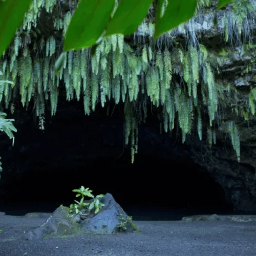 Entrée sombre de la grotte de Maraa entourée de fougères et plantes tropicales à Tahiti