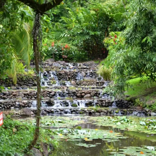 Cascade aménagée dans les Jardins d’eau de Vaipahi à Tahiti avec bassin et nénuphars