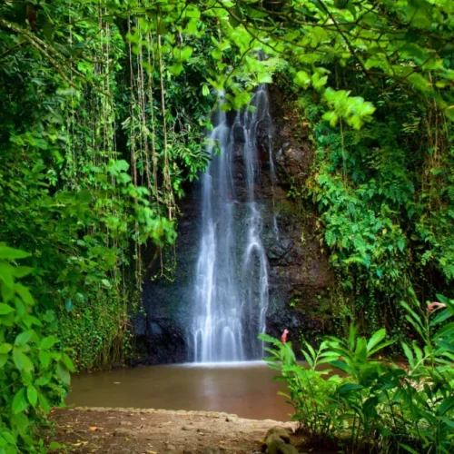 Petite cascade des Jardins d’eau de Vaipahi entourée de forêt tropicale à Tahiti